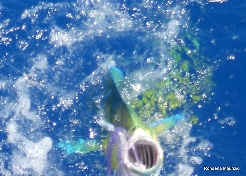 Molti Galleggianti Da Pesca Fatti Della Balsa, Delle Piume Del